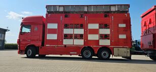 DAF XF 105.510  livestock truck + livestock trailer